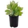 140mm Sedum Neon - Sedum spectabile