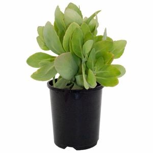 140mm Sedum Neon - Sedum spectabile