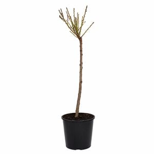 250mm Garden Anne Semi Dwarf Apricot - Prunus armeniaca