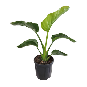 4L Giant White Bird of Paradise - Strelitzia nicolai