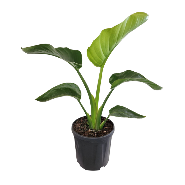 4L Giant White Bird of Paradise - Strelitzia nicolai
