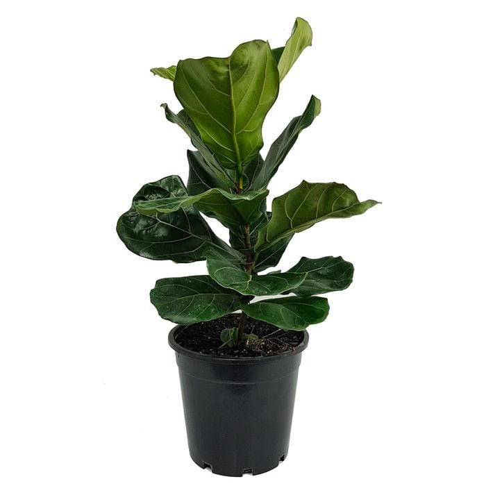 250mm Fiddle Leaf Fig - Ficus Lyrata