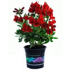 1.5L Inca Bandit - Alstroemeria