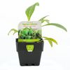 100mm Artichoke Green Globe - Cynara Scolymus