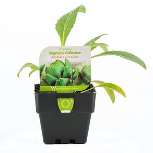 100mm Artichoke Green Globe - Cynara Scolymus
