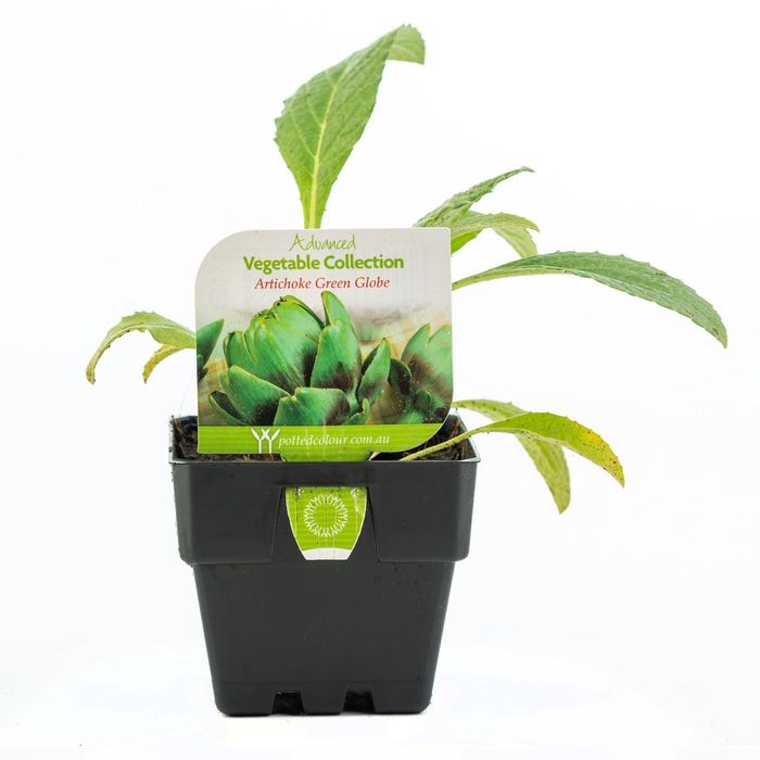 100mm Artichoke Green Globe - Cynara Scolymus