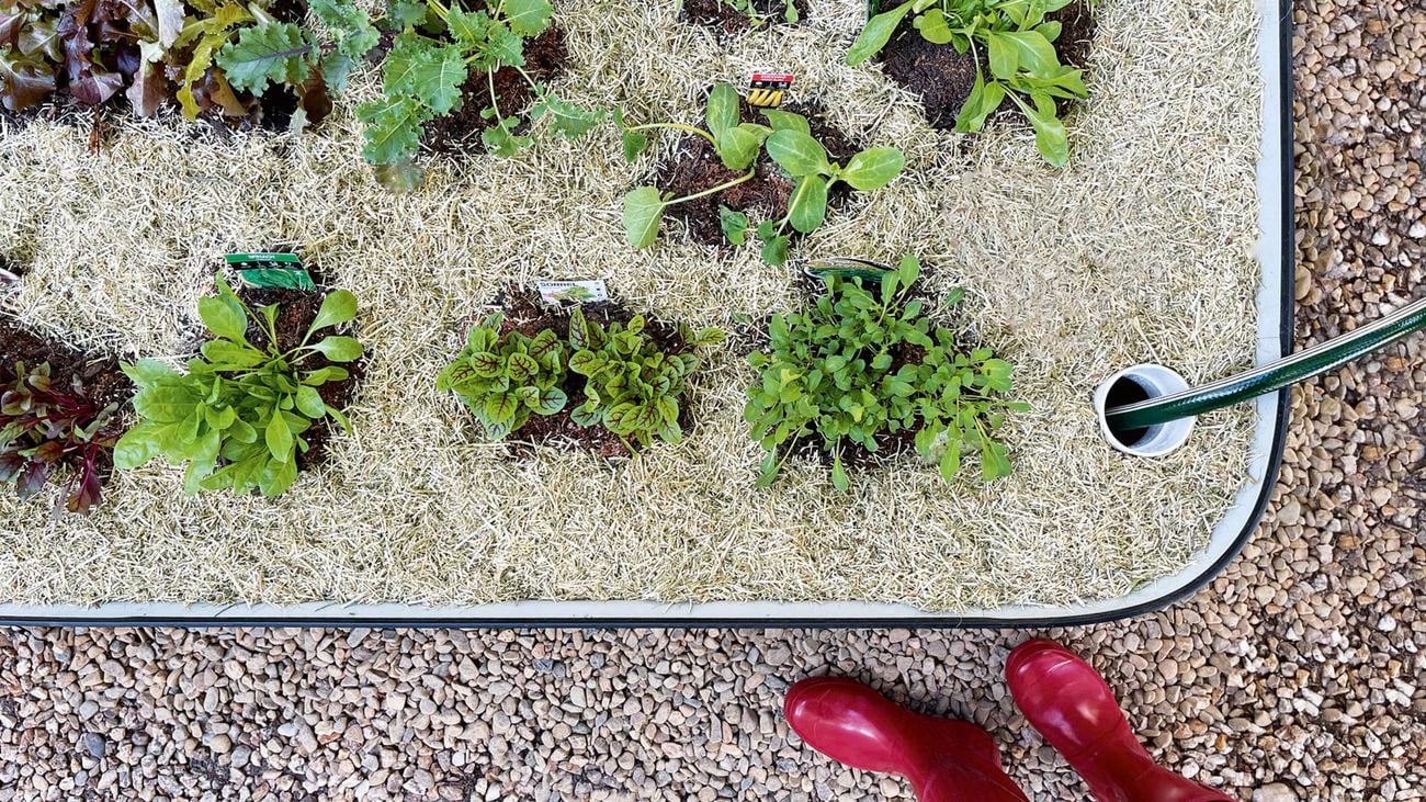Birds eye view of a metal raised wicking bed mulched with straw, with young vegetable seedlings. In the corner is a green hose in an inlet and a pair of red gumboots.