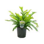 1.5L Birds Nest Fern - Asplenium antiquum