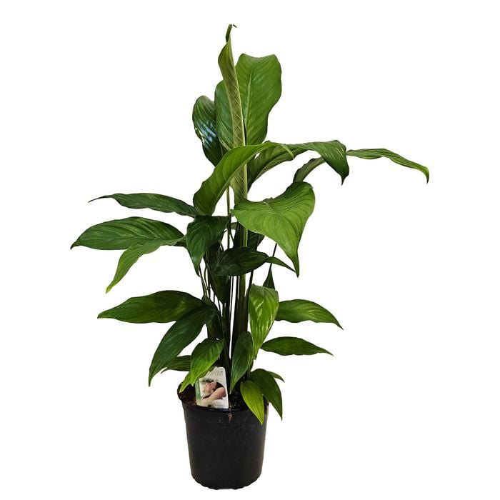 170mm Peace Lily - Spathiphyllum Sebastiano