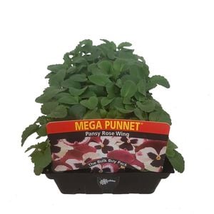 Mega Punnet - Pansy Rose Wing - Viola x wittrockiana