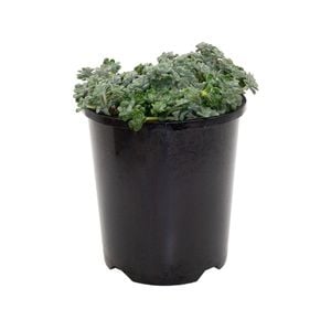 140mm Garden Carpet Range Sedum Cape Blanco - Sedum spathulifolium