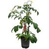 170mm Tomato Heartbreakers™ F1 - Solanum lycopersicum