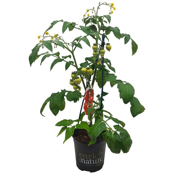 170mm Tomato Heartbreakers™ F1 - Solanum lycopersicum