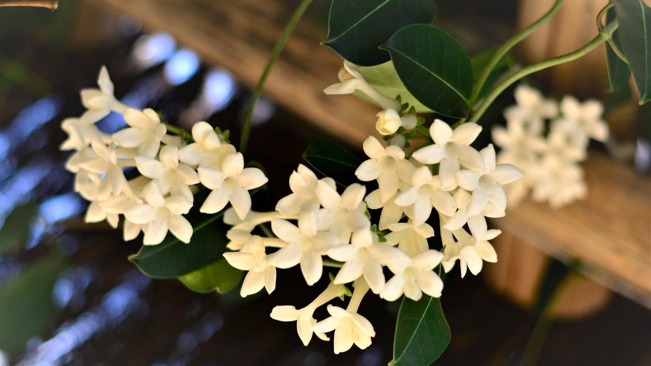 Madagascar jasmine flowers hanging from a vine