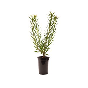 200mm So Successful -  Leucospermum lineare 