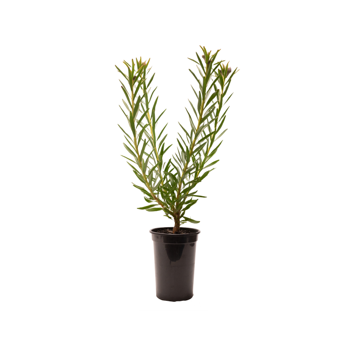 200mm So Successful -  Leucospermum lineare 
