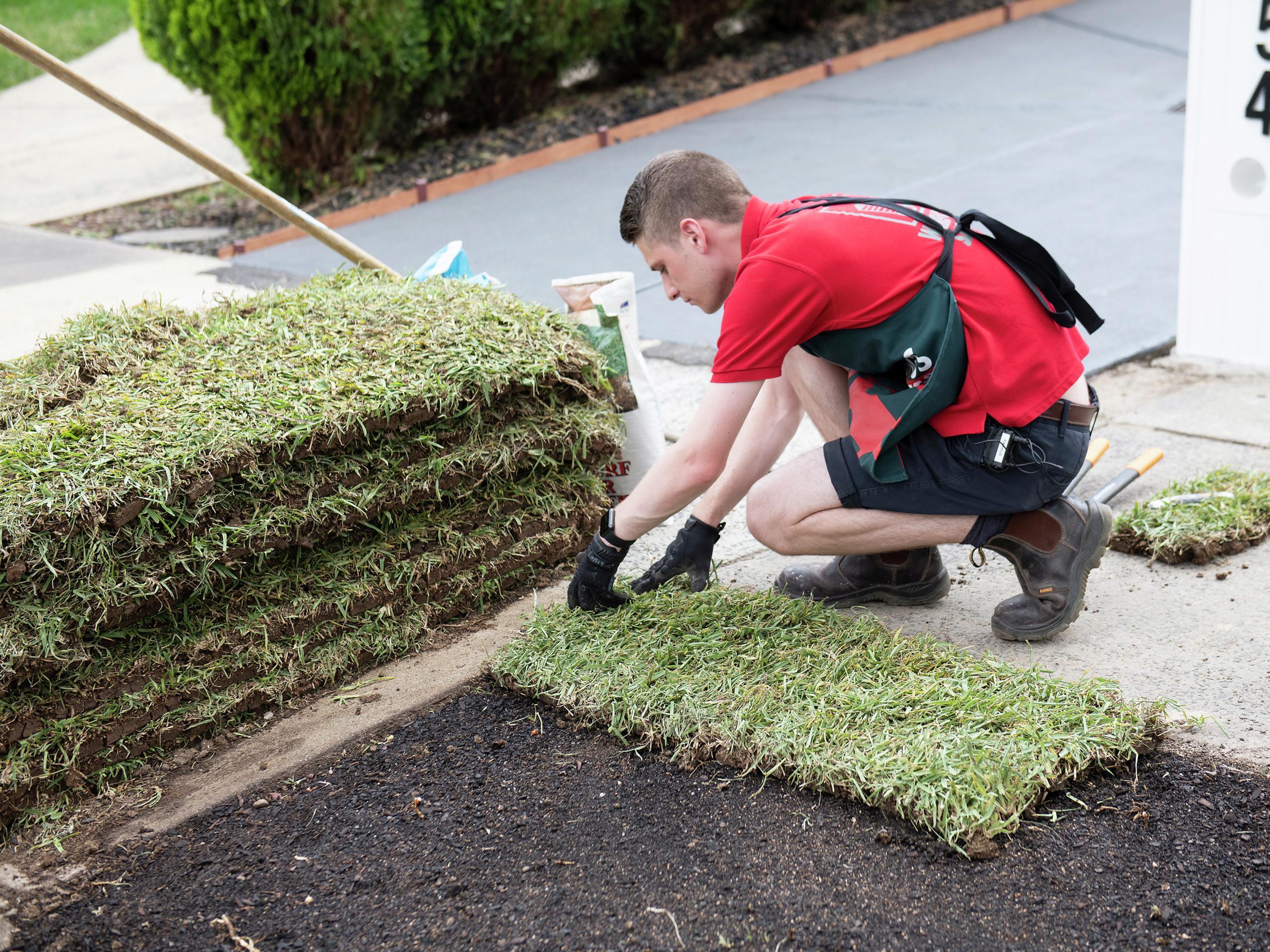 How To Care For Buffalo Lawn Bunnings Australia