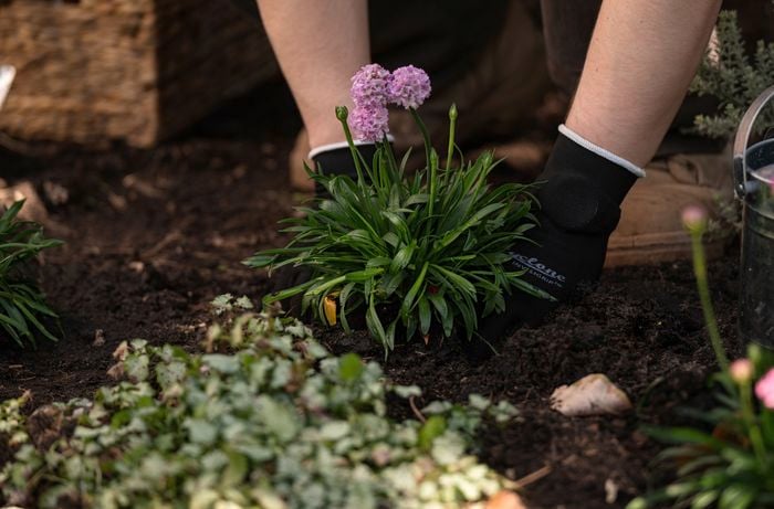Expert tips to beat the heat and nurture your plants