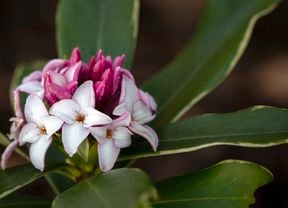 Close up of flowers and leaves of gold-edged winter daphne