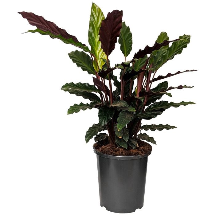 170mm Furry Feather - Calathea rufibarba