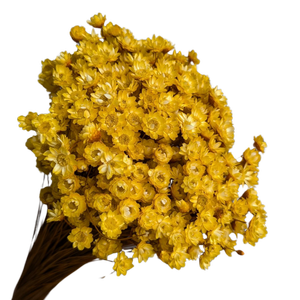 Blooms of Joy 50cm Yellow Springstar Flowers