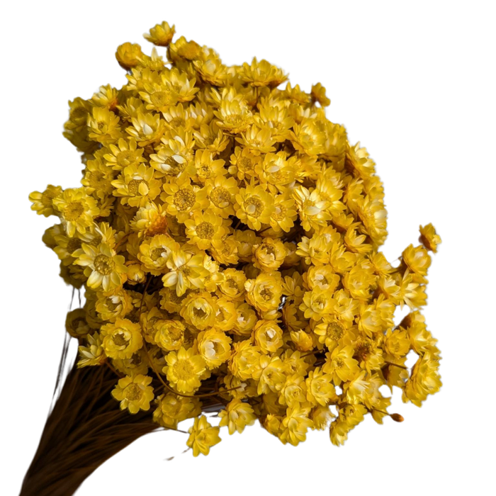 Blooms of Joy 50cm Yellow Springstar Flowers