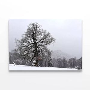 Oak Tree with Forest Scenery  Print 100% Australian Made 90 x 60cm  (Stretched)