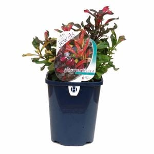 150mm Alternanthera - Alternanthera Hybrid