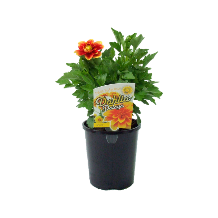 1.5L Dahlia Dalaya Shiva - Dahlia