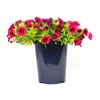 150mm Garden Jewels - Calibrachoa hybrida