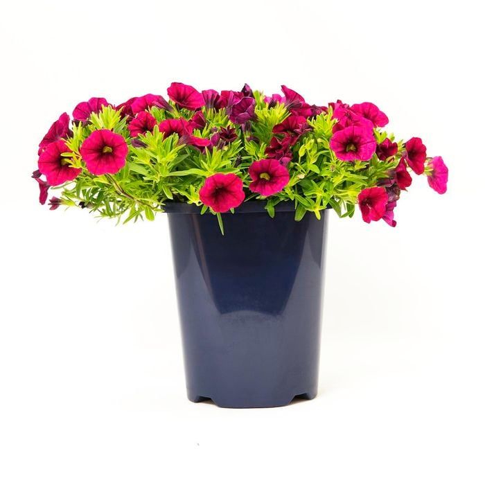 150mm Garden Jewels - Calibrachoa hybrida