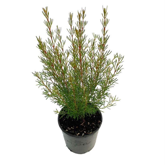 140mm Magenta Stars - Boronia hetrophylla