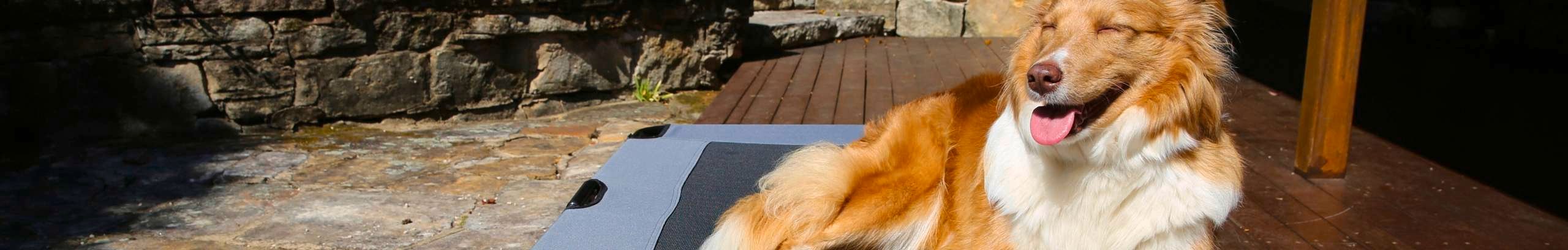 Header image of dog lying in bed