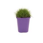 85mm Zoysia - Zoysia tenuifolia