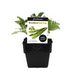 100mm Broadbean Early Crop - Vicia faba