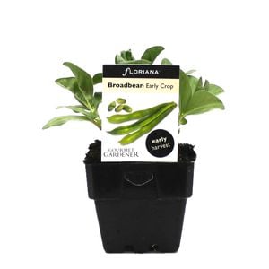 100mm Broadbean Early Crop - Vicia faba