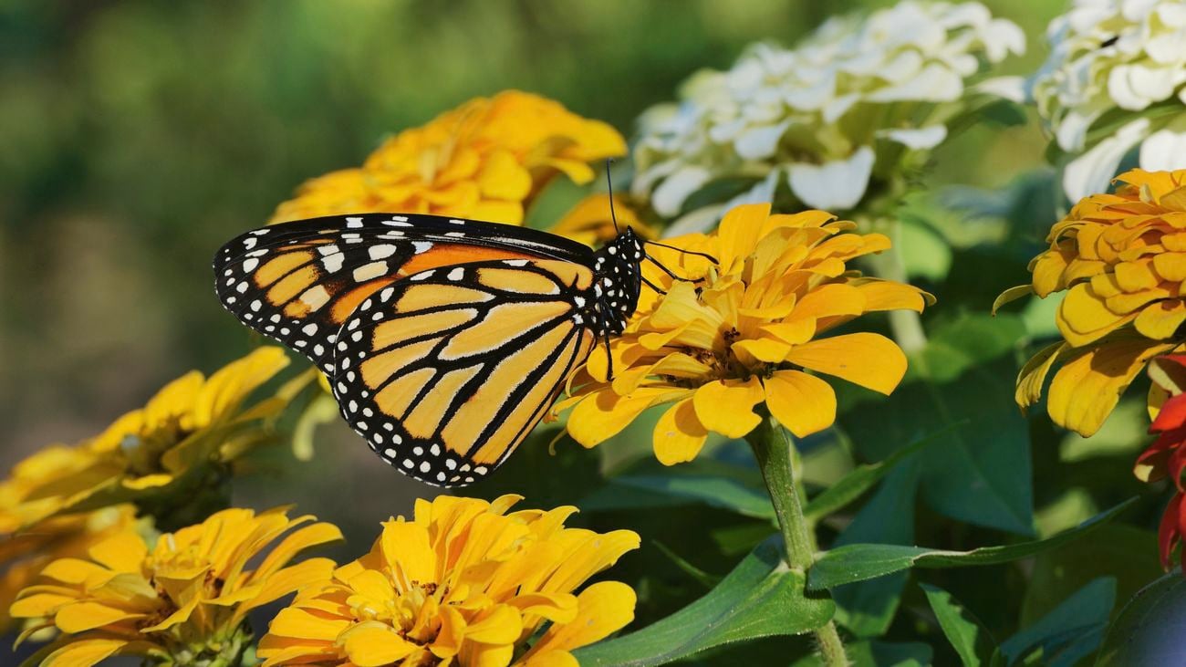 A close-up image of a yellow butterfly sitting on bright, yellow flowers