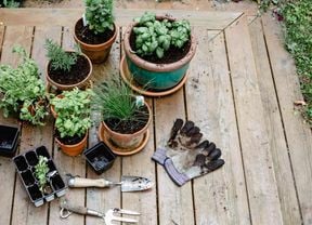 A variety of herbs in pots on a table, with gardening gloves and tools