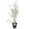 200mm Grevillea Ivanhoe - Grevillea longifolia Caleyi