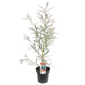200mm Grevillea Ivanhoe - Grevillea longifolia Caleyi