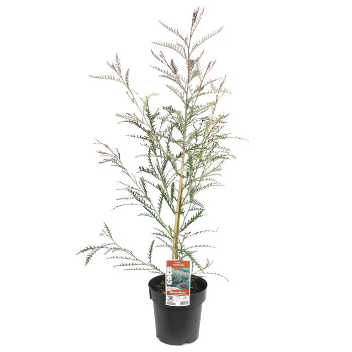 200mm Grevillea Ivanhoe - Grevillea longifolia Caleyi