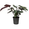 170mm Majestic Prayer Plant - Calathea Majestica Exotica