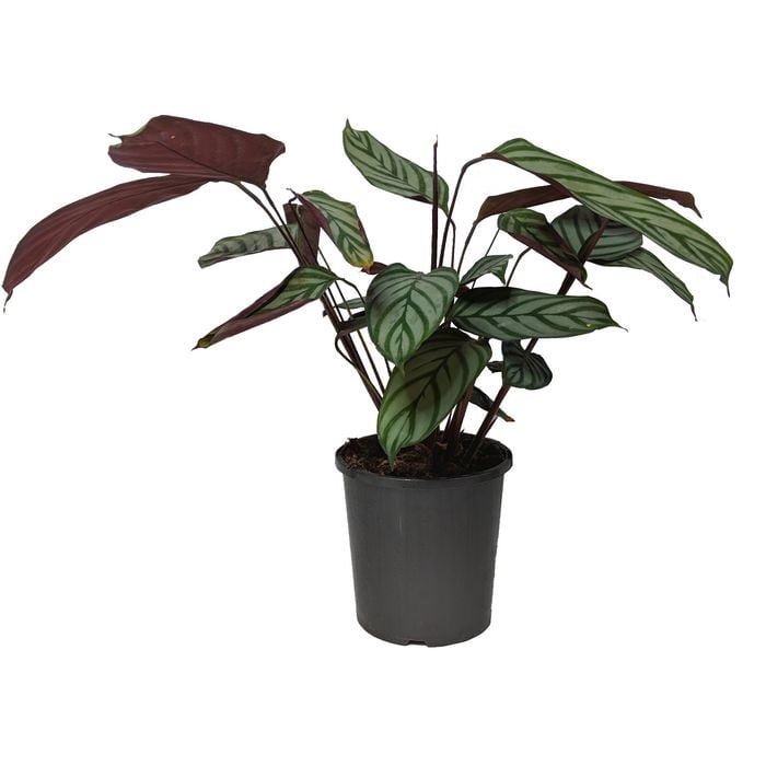 170mm Majestic Prayer Plant - Calathea Majestica Exotica