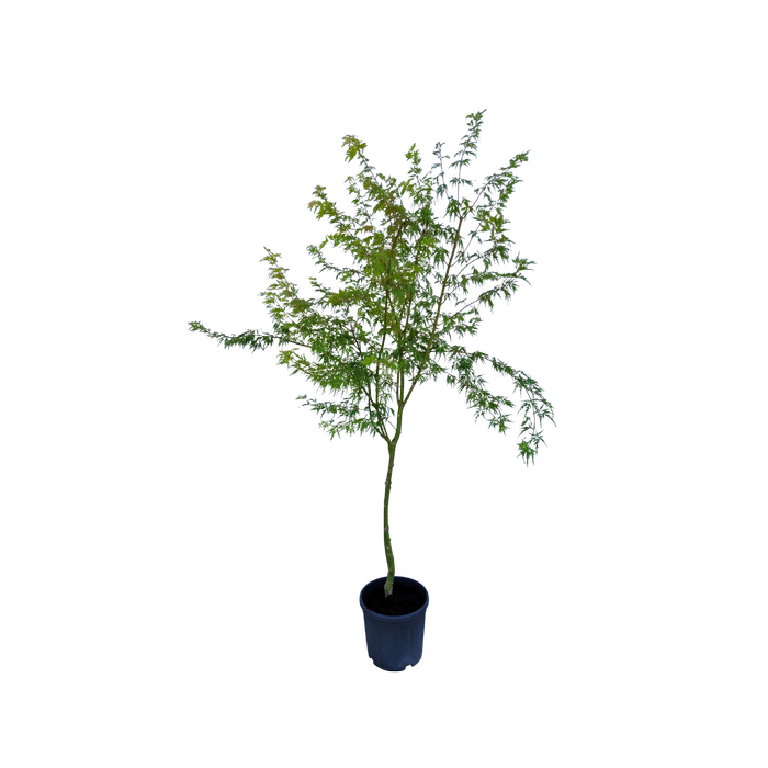 30L Japanese Maple - Acer palmatum Seiryu