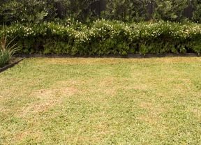 A patchy lawn needs aeration with areas of dry grass bordered by lush green shrubs and a black fence.