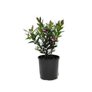 140mm Polygala - Polygala myrtifolia grandiflora
