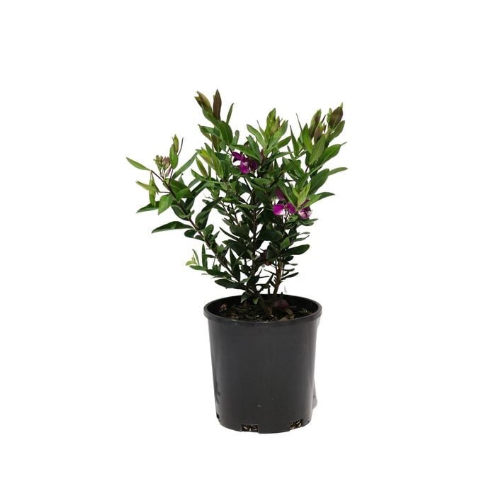 140mm Polygala - Polygala myrtifolia grandiflora