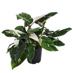 140mm White Knight - Philodendron