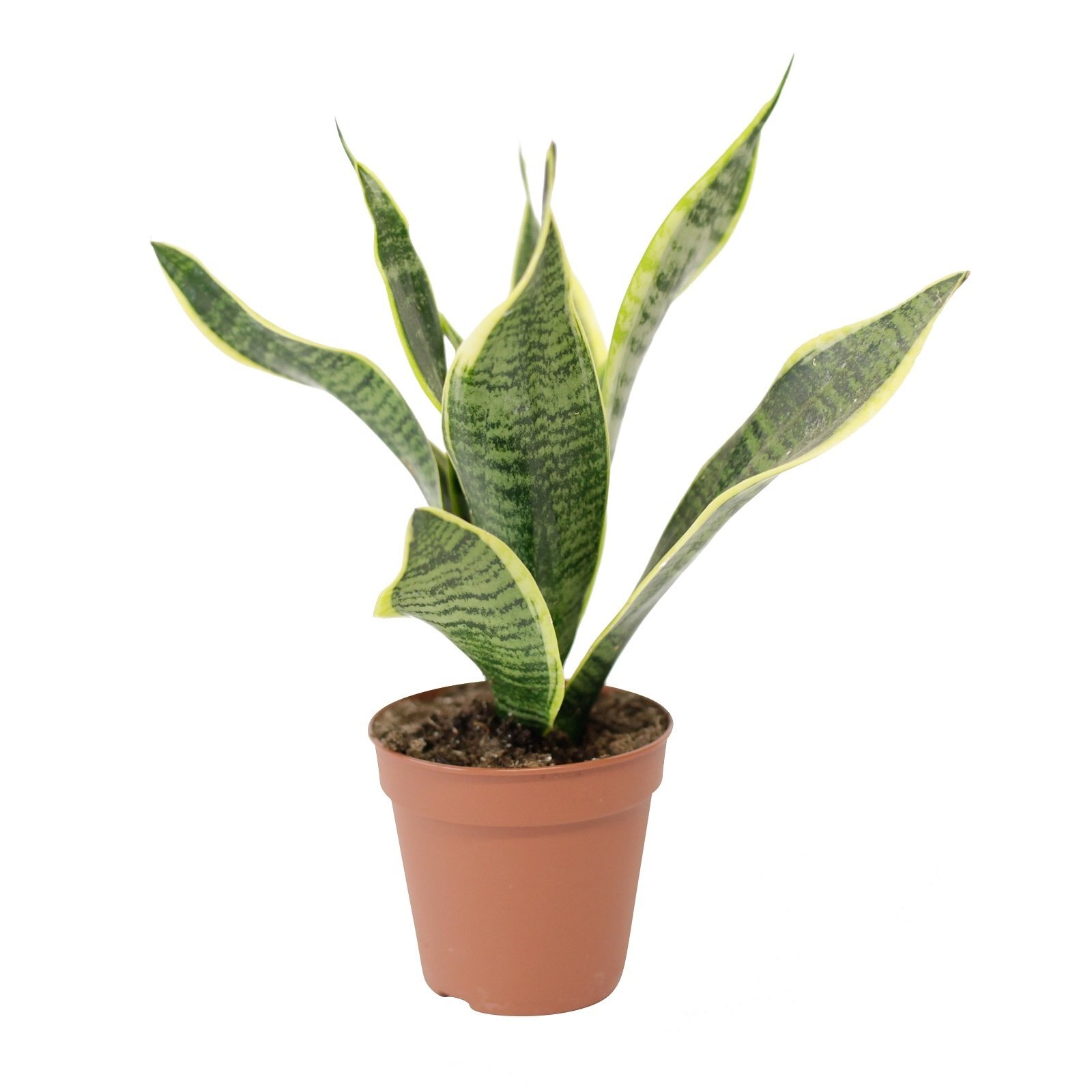 norfolk island pine indoor plant Norfolk Island Pine