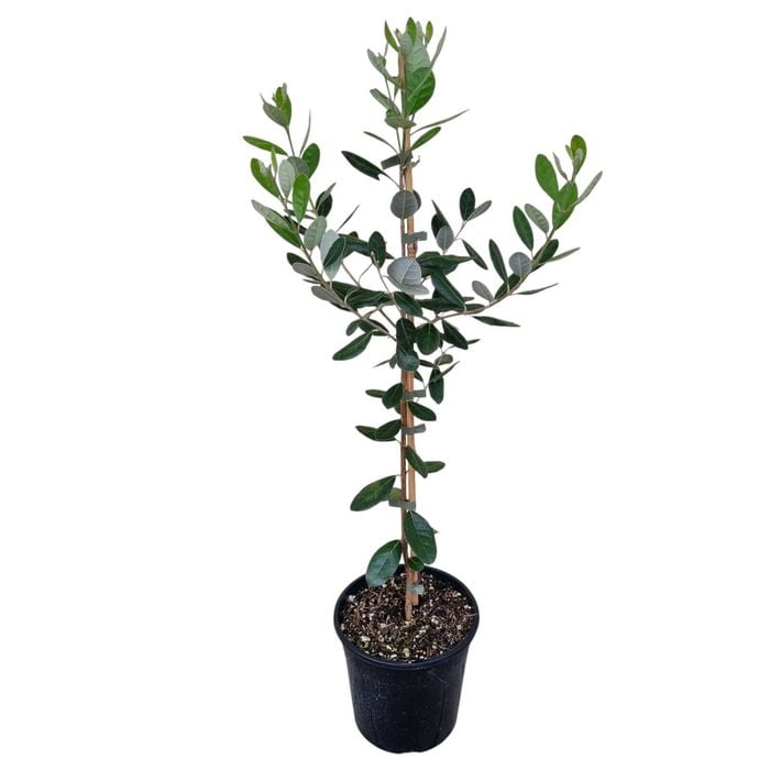 4L Pineapple Guava - Feijoa unique